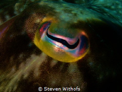 A cuttelfish's eye. by Steven Withofs 